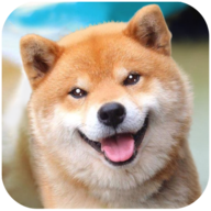 Akita Dog Simulator(秋田犬模拟器)v1.3.1