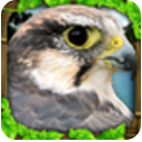 猎鹰模拟安卓版(生存、捕杀) v1.1 去广告版