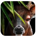 鹿的一生正式版(在这里开始动物生活) v1.4.0 安卓版