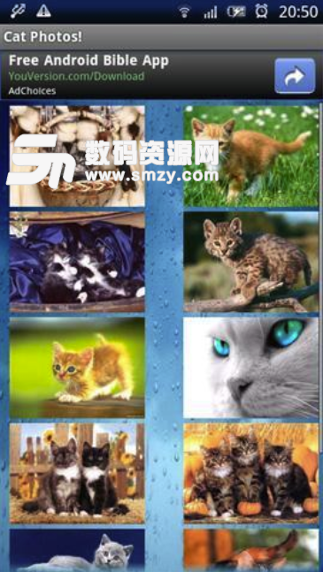 小猫图片手机版