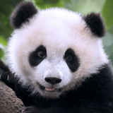 大熊猫狩猎(The Panda)  1.5.2