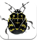 勇敢的甲虫安卓版(把甲虫送至安全地带) v0.3.3 手机版