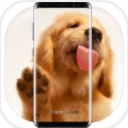抖音小狗舔屏手机动态壁纸app(4只不同的狗狗) v1.0 安卓版