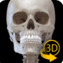 Skeletal System 3D Anatomy Lt精简版v2.6 安卓手机版