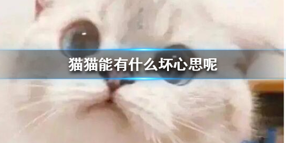 【猫猫能有什么坏心思呢】是什么意思 【猫猫能有什么坏心思呢】梗介绍