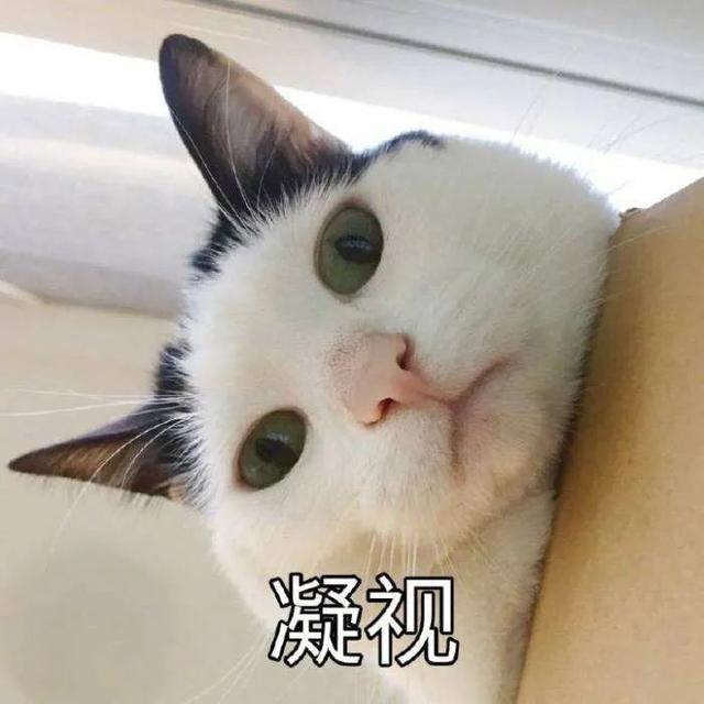 猫猫能有什么坏心眼呢是什么梗？猫猫能有什么坏心眼呢表情包[多图]图片2