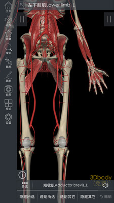 3DBody解剖最新版v8.3.72