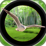 森林鸟狩猎v1.1