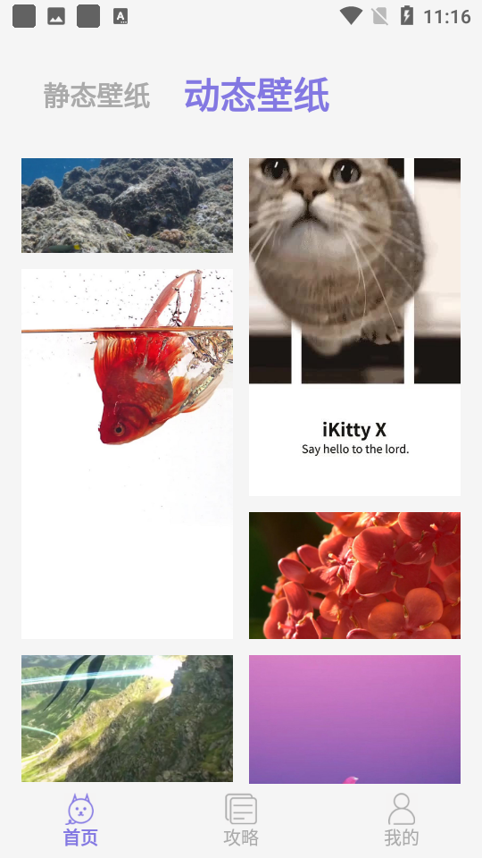 可爱喵喵壁纸大全appv1.1