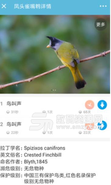 中国各种鸟叫声大全下载