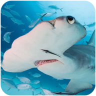 锤头鲨模拟器 v1.0.1