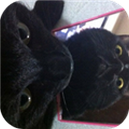 猫视线安卓版(手机恐怖探险类游戏) v1.2 官网免费版