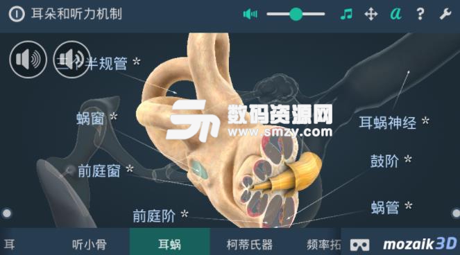 耳朵和听力机制互动教育3D安卓版