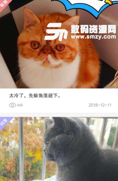 猫咪汇安卓免费版