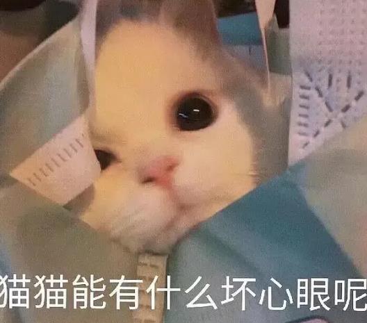 猫猫能有什么坏心眼呢是什么梗？猫猫能有什么坏心眼呢表情包[多图]图片4