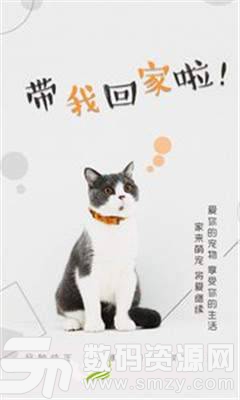 猫行狗市