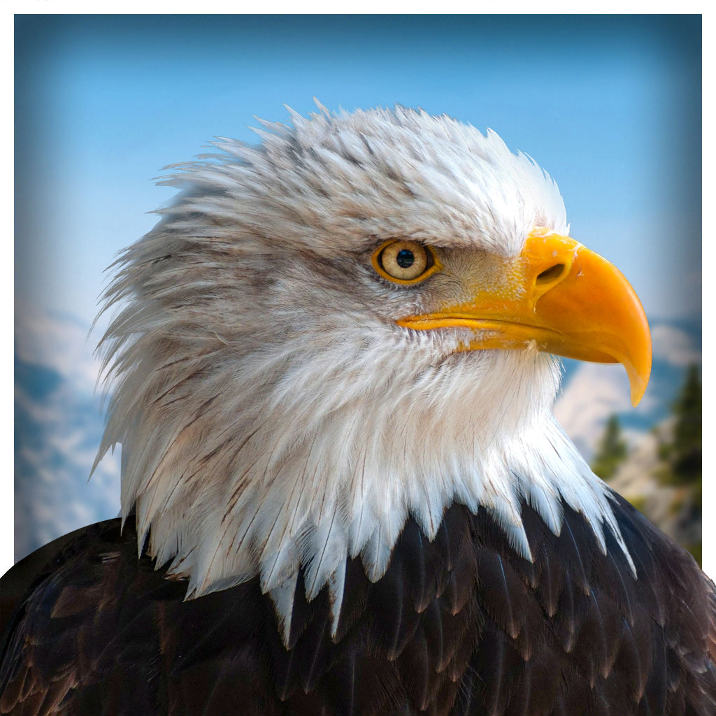宠物美国鹰生活模拟3Dv1.0