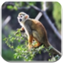 冒险猴子香蕉Android版(休闲益智) v1.2.105 手机版