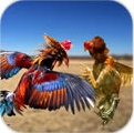 斗鸡专业户安卓版(Farm Deadly Rooster Fighting) v1.3 官方版