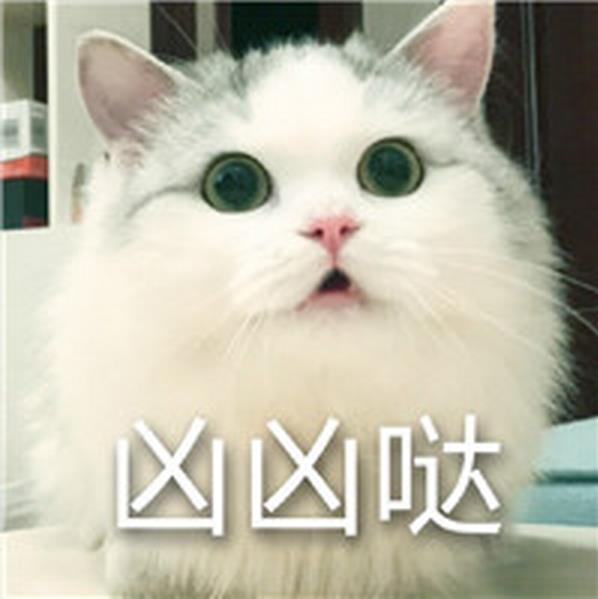超凶的猫咪QQ表情包最新版