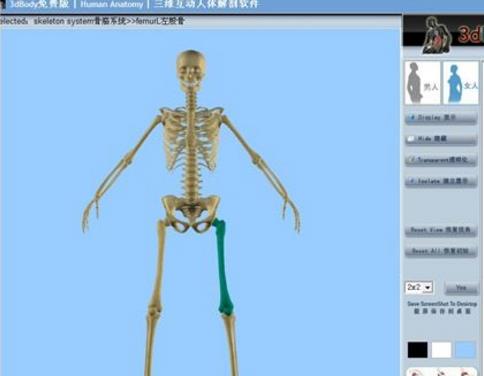 3dbody系统解剖电脑版