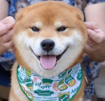 日本柴犬Ryuji图片表情包
