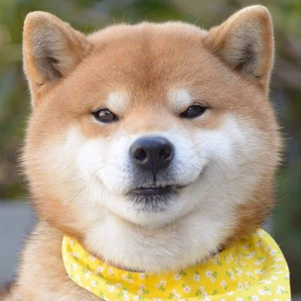 日本柴犬Ryuji图片表情包