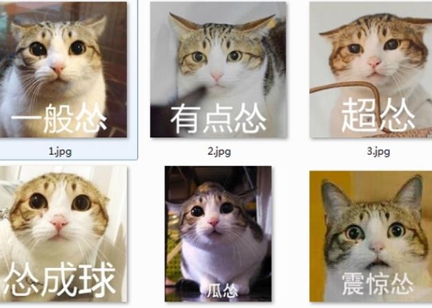 超怂猫表情包最新版