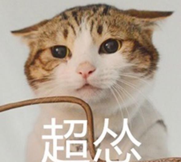 超怂猫表情包最新版特色