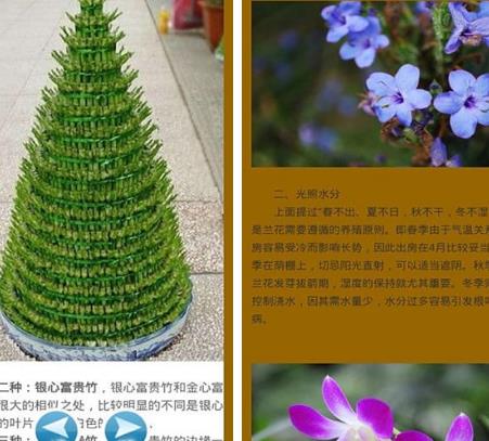 花卉盆景宝典小程序手机版(专业的养花盆栽知识) 最新版