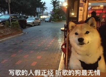 柴犬單身狗表情包