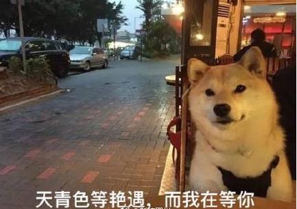 柴犬单身狗表情包