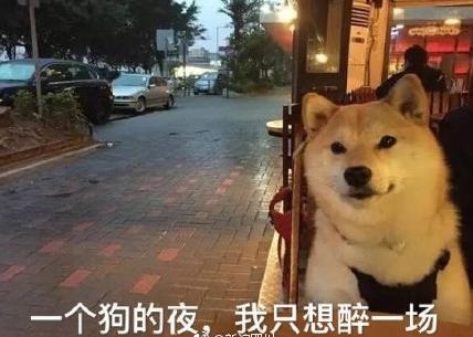 柴犬單身狗表情包