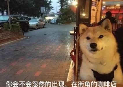 柴犬單身狗表情包