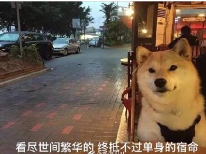 柴犬单身狗表情包