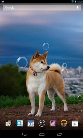 小狗动态壁纸安卓最新版(各种类型的狗狗图片) v1.2 手机版