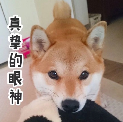 日本柴犬QQ表情包电脑版