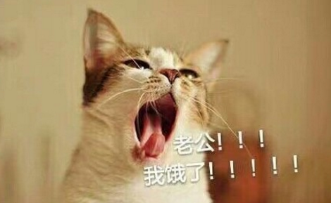 猫咪喊老公QQ表情包电脑版
