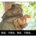 猴子拔鸡毛QQ表情包