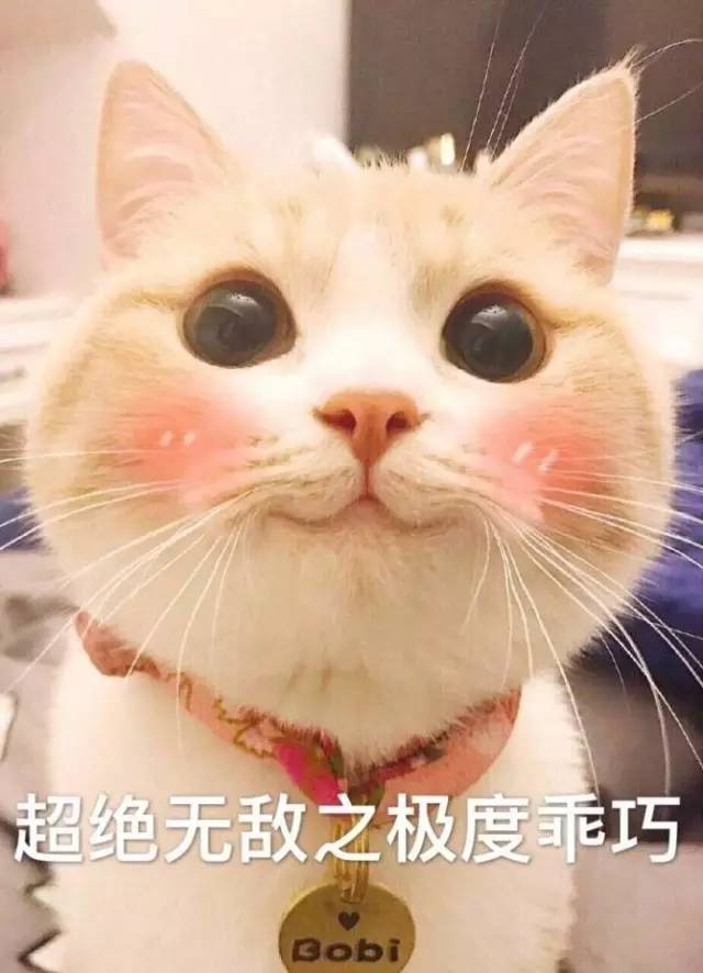中华气死猫QQ表情包最新版