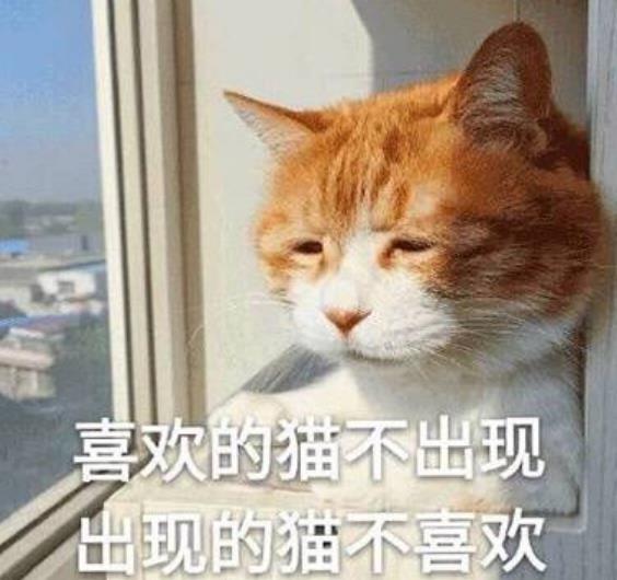 生无可恋可爱猫咪表情包截图