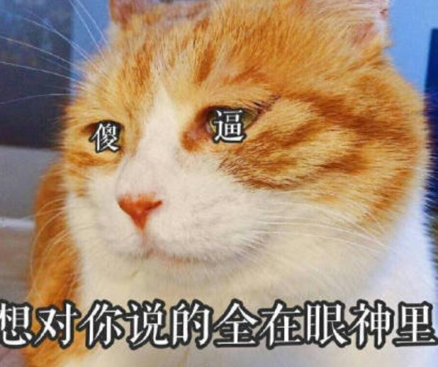 生无可恋可爱猫咪表情包