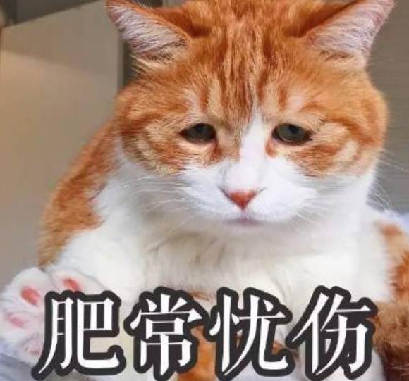 生无可恋可爱猫咪表情包特点