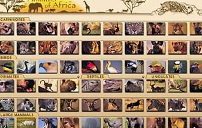 非洲动物拼图官方版图片