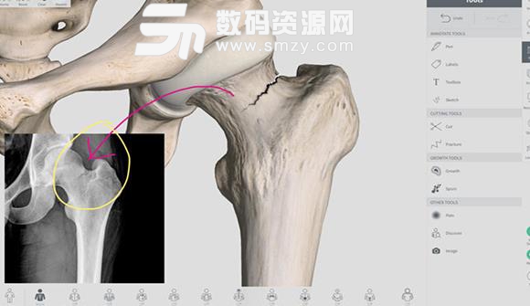Mac系统中Complete Anatomy和3Dbody哪个更适合医学生学解剖介绍