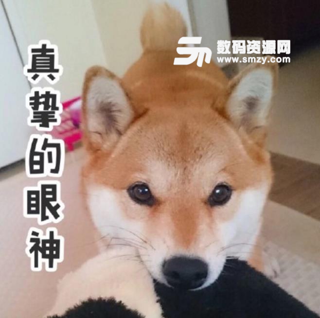 柴犬带字表情包无水印版