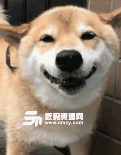 柴犬迷之微笑微信表情包