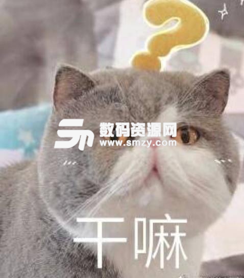 矮基猫qq表情包图片