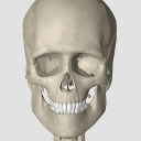 3d人体解剖软件免费版