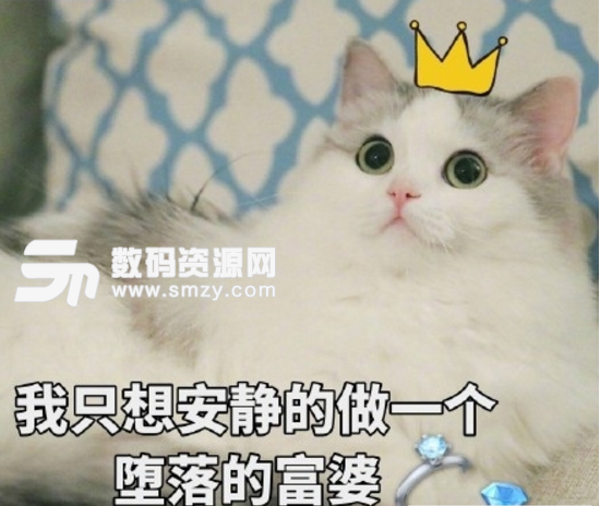 做一个富婆猫咪表情包截图